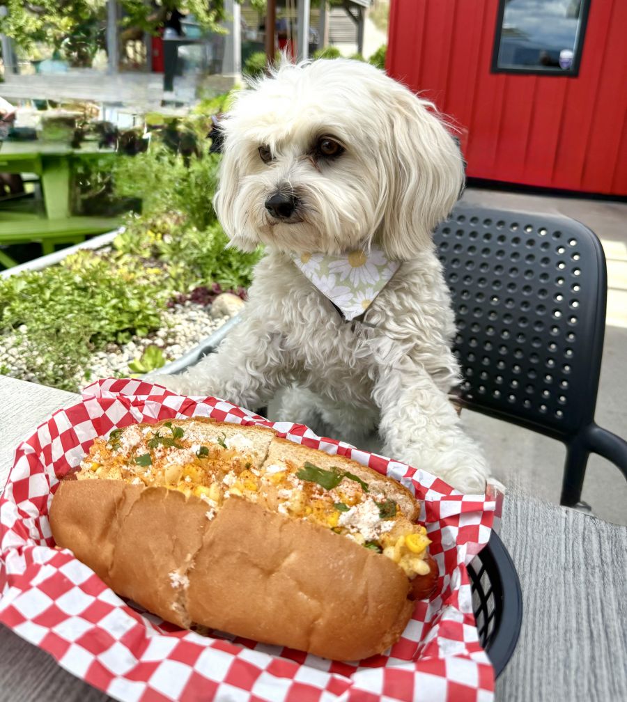 </who>Steve MacNaull's pooch Daisy checks out the Mexican street dog at JoieFarm Winery's Hot Dog Lounge.