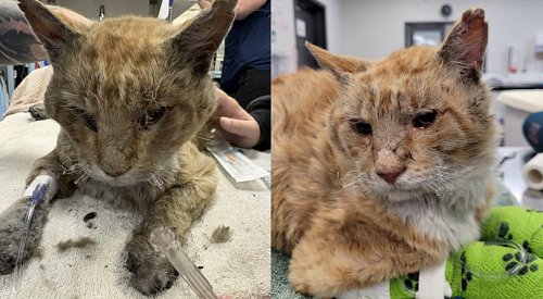 BC SPCA forced to euthanize burnt cat rescued from Faulder during Bald Range wildfire