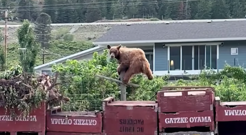 VIDEO: Bear becoming a bit of a nuisance around Lake Country orchard
