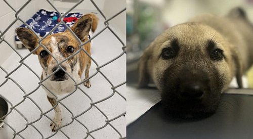 Police assist BC SPCA with seizure of 27 dogs, 1 cat from horrific living conditions